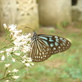 琉球青斑蝶-6