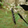 琉球青斑蝶和紫斑碟-3