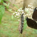 琉球青斑蝶和紫斑碟-4