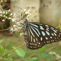 琉球青斑蝶-7