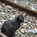 鐵道上的貓