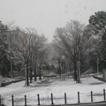 2008春節 大阪: 難得一見的大雪