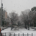 2008 春大阪: 大雪