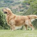 取材自：
http://www.dog-breed-facts.com/images/Golden-Retriever/golden-retriever-2.html