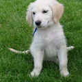 取材自：http://www.woefkesranch.be/new/klantenpagina/Structure-archieven-b-2005/golden_retriever.shtml