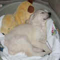 http://www.woefkesranch.be/klantenpagina/2008/2008-01-referenties/puppy_pup_te_koop.php