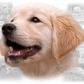 http://www.cafepress.com/cp/browse/store/bestofbreed/70689/