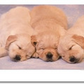 http://www.rottweiler-gifts.com/retriever-gifts.com/golden/art/