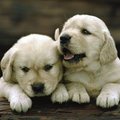 http://www.rottweiler-gifts.com/retriever-gifts.com/golden/art/