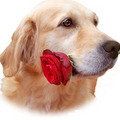 http://www.rottweiler-gifts.com/retriever-gifts.com/golden/art/