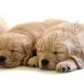 http://www.rottweiler-gifts.com/retriever-gifts.com/golden/art/