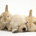 http://www.allposters.com/-sp/Golden-Retriever-Puppy-Sleeping-Between-Two-Young-Sandy-Lop-Rabbits-Posters_i2636267_.htm