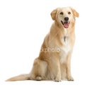 http://www.istockphoto.com/file_closeup/object/3694707_golden_retriever_sitting_isolated_on_white_background.php?id=3694707