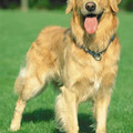 http://www.misionmascota.com.ar/ver-razas-perro.php?raza=Golden-Retriever