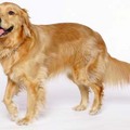 http://www.justdogbreeds.com/golden-retriever.html