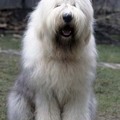 http://www.justdogbreeds.com/old-english-sheepdog.html