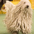 我真的是狗，不是拖把啦！

http://www.justdogbreeds.com/komondor.html