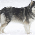 siberianhuskyhm