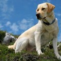 http://www.justdogbreeds.com/labrador-retriever.html