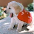 取材自　貓咪論壇：http://www.supervr.net/catbbs/topic.cgi?forum=12&topic=1469

　　　導盲犬通常自幼犬開始訓練，身上披的紅兜兜，就是表示牠是在訓練中的導盲犬
