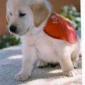 取材自　貓咪論壇：http://www.supervr.net/catbbs/topic.cgi?forum=12&topic=1469 　　　導盲犬通常自幼犬開始訓練，身上披的紅兜兜，就是表示牠是在訓練中的導盲犬