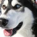 http://curiousanimals.net/animals/husky-dogs-appearance-behavior-habits/