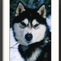 http://www.allposters.com/-sp/Portrait-of-Husky-Dog-Wyoming-USA-Posters_i1977586_.htm