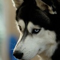 http://curiousanimals.net/animals/husky-dogs-appearance-behavior-habits/