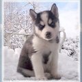 http://www.husky-petlove.com/winter.html