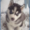 http://www.husky-petlove.com/winter.html