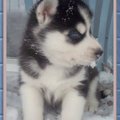 http://www.husky-petlove.com/winter.html