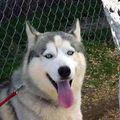 http://www.gotpetsonline.com/pets-images/siberian-huskies.shtml