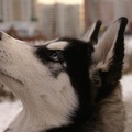 http://curiousanimals.net/animals/husky-dogs-appearance-behavior-habits/