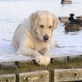 Golden-Retriever-45