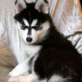 http://www.siberianhuskypup.com/siberian_husky_pups_for_sale.htm