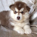 http://www.siberianhuskypup.com/siberian_husky_pups_for_sale.htm