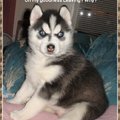 哈士奇 http://www.husky-petlove.com/