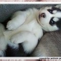 哈士奇 http://www.husky-petlove.com/