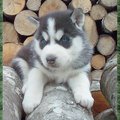 哈士奇 http://www.husky-petlove.com/