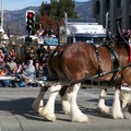 Rose Bowl Parade 2010 - 3