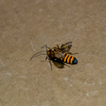 可憐的小蜜蜂，其實牠到底是不是蜜蜂也不知道。學姊問，如果是蜜蜂，為什麼沒有針？不知道，或許是用掉了吧！