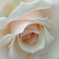 白玫瑰１