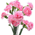 獻給天下的母親：康乃馨 Carnation母親花