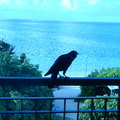 club med珍拉丁灣的渡假村是猴子多,也會跑到窗前門外跟你say hi,但是石垣島的烏鴉不少,這隻親自造訪,在欄杆上住足甚久,很可愛!