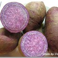 紫心蕃薯2 - 5