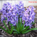 03 Blue Hyacinth