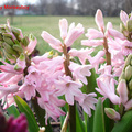 04 Pink Hyacinth