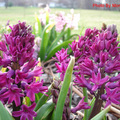 05 Purple Hyacinth