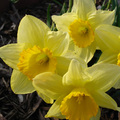 06 Yellow Daffodils