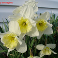 07 White Daffodils